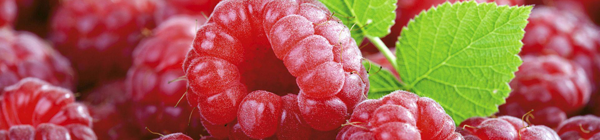 Valley Fresh Produce – Serving the Produce Industry for Over 25 Years